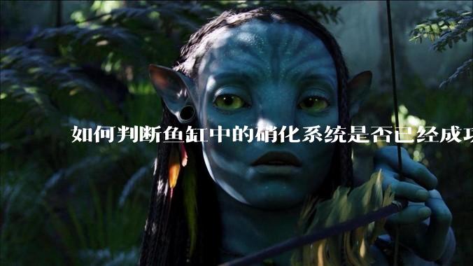 如何判断鱼缸中的硝化系统是否已经成功建立？